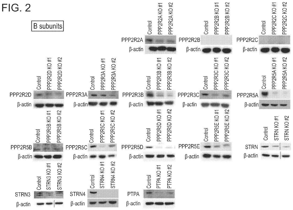 Compositions and methods of treating cancers by administering a phenothiazine-related drug that activates protein phosphatase 2a (PP2A) with reduced inhibitory activity targeted to the dopamine d2 receptor and accompanying toxicity