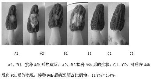 Identification method of morel fungus anti-white mold