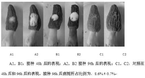 Identification method of morel fungus anti-white mold