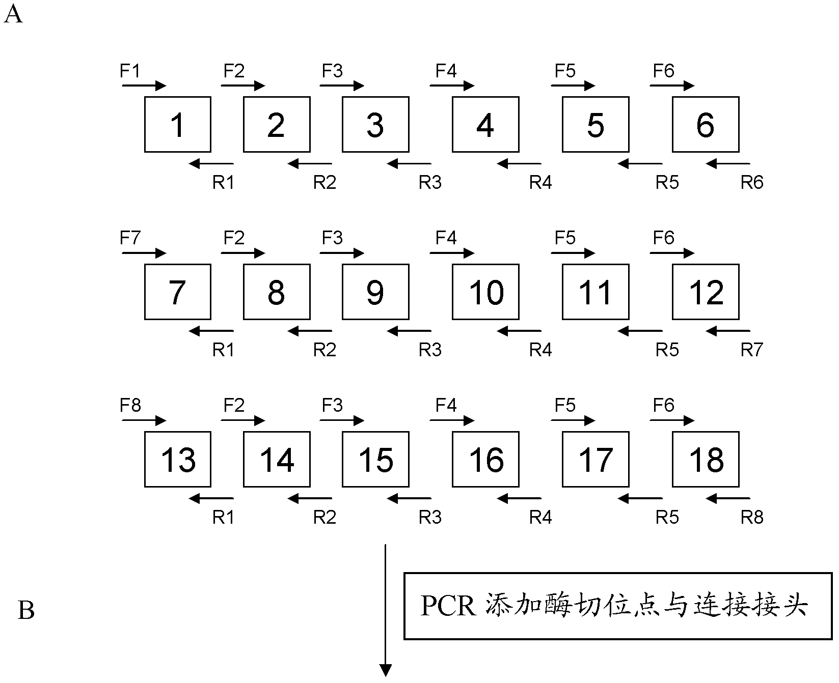 A pair of transcription activator-like effector nucleases and coding engines as well as application thereof