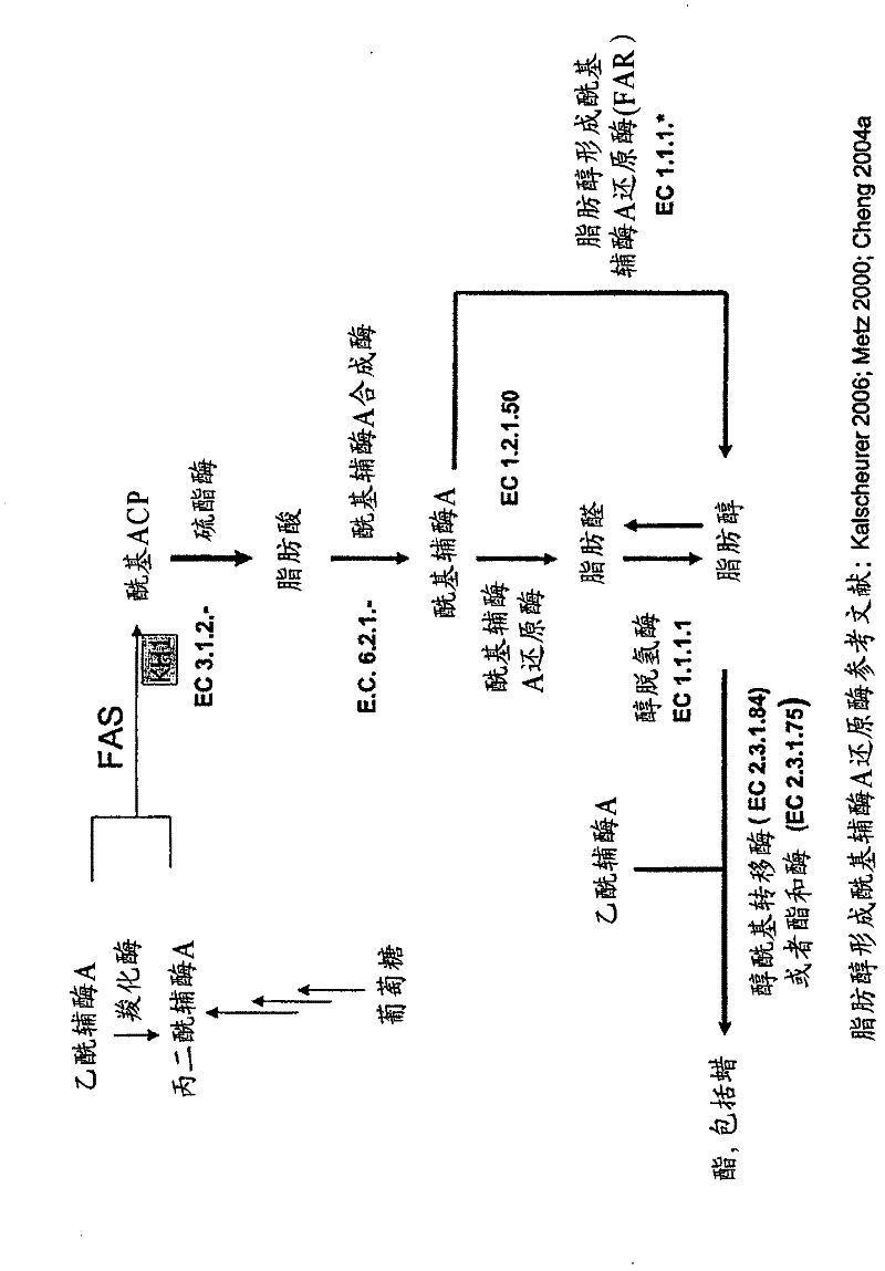 Production of fatty acid esters