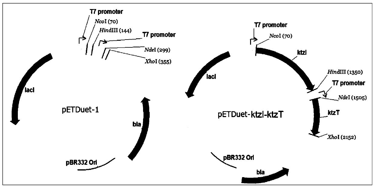 Method for bioconversion synthesis of hexahydropyridazine-3-carboxylic acid