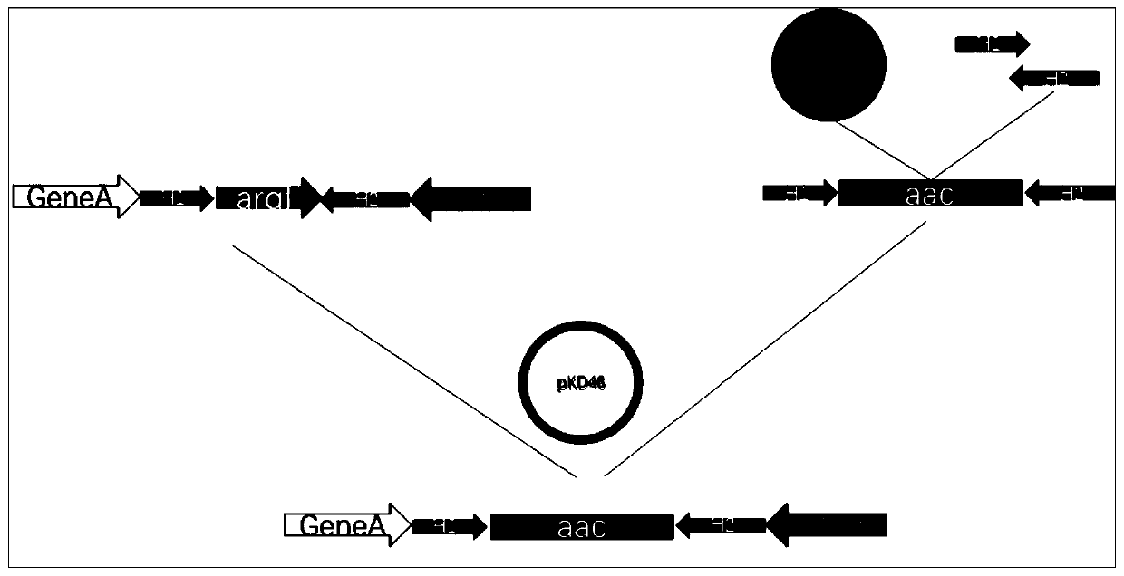 Method for bioconversion synthesis of hexahydropyridazine-3-carboxylic acid