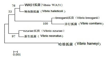Application of vibrio halioticoli as feed additive in abalone farming