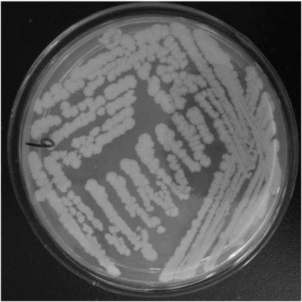 Soybean small peptide, preparation method and applications thereof