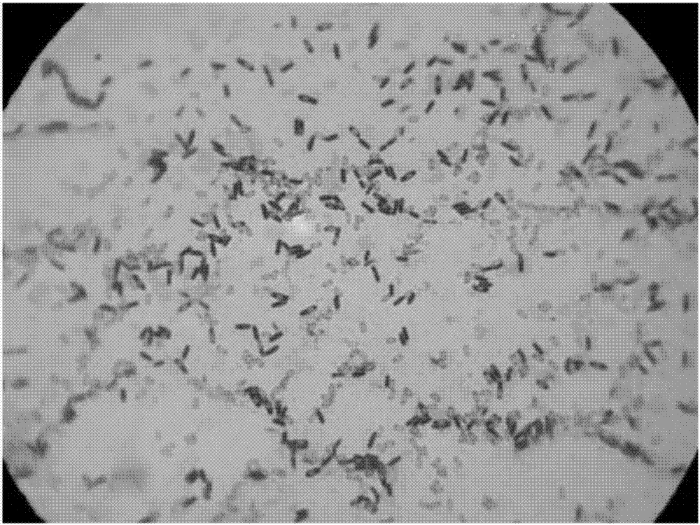 Soybean small peptide, preparation method and applications thereof