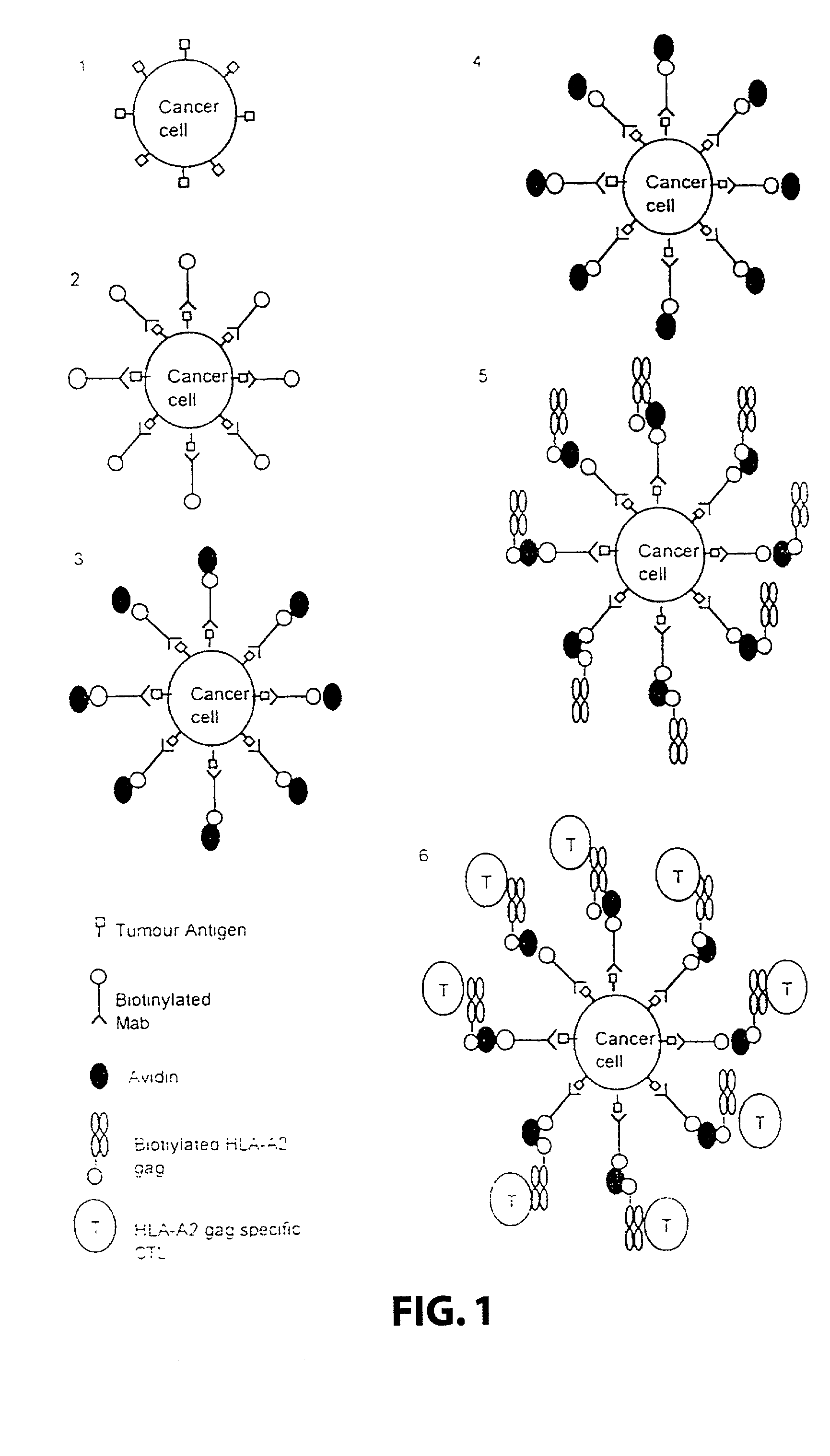 Method for producing or enhancing a T-cell response against a target cell using a complex comprising an HLA class I molecule and an attaching means