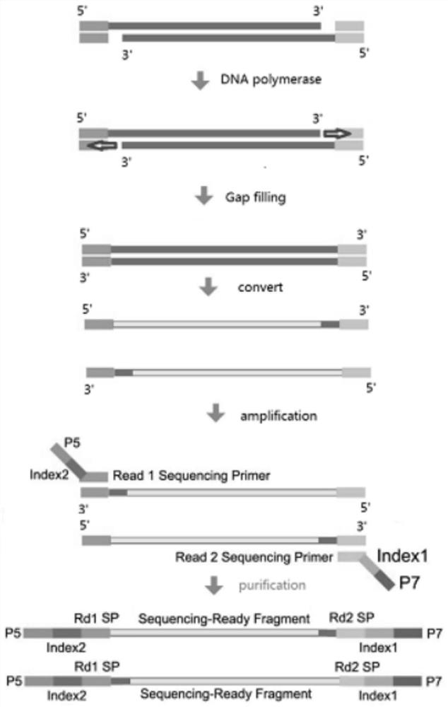 Genome methylation library, preparation method and application thereof