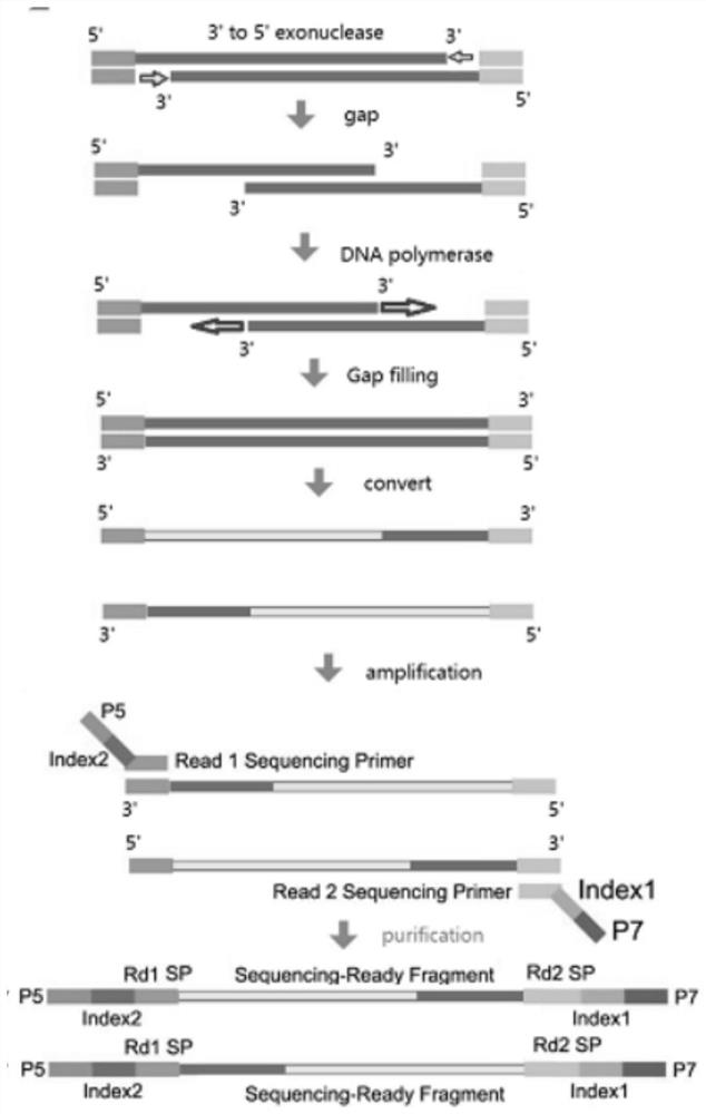 Genome methylation library, preparation method and application thereof