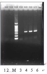 Nucleic-acid sequence-based amplification (NASBA) method for detecting swine influenza virus (SIV)
