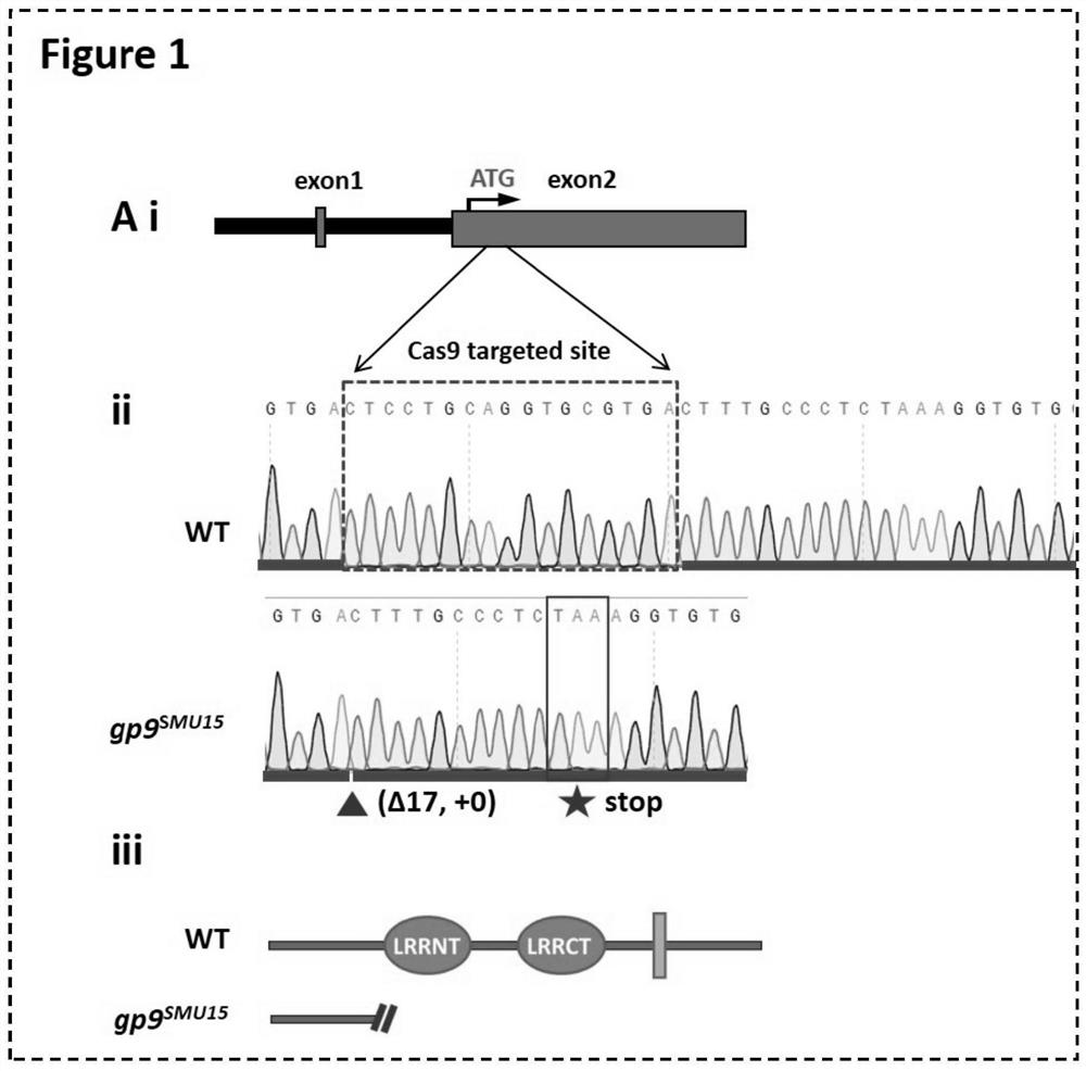 Zebra fish model for Bernard-Soulier syndrome