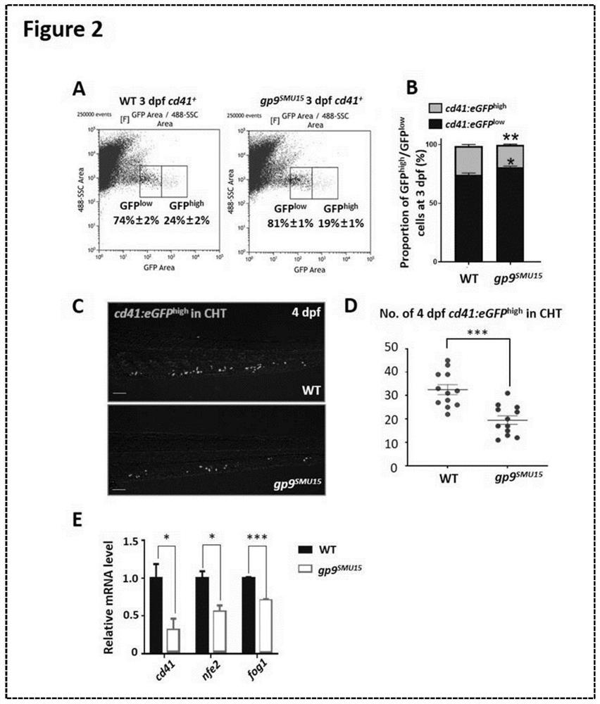 Zebra fish model for Bernard-Soulier syndrome