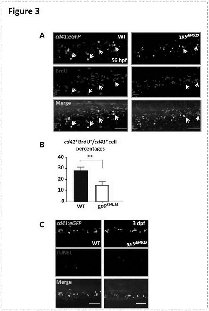 Zebra fish model for Bernard-Soulier syndrome