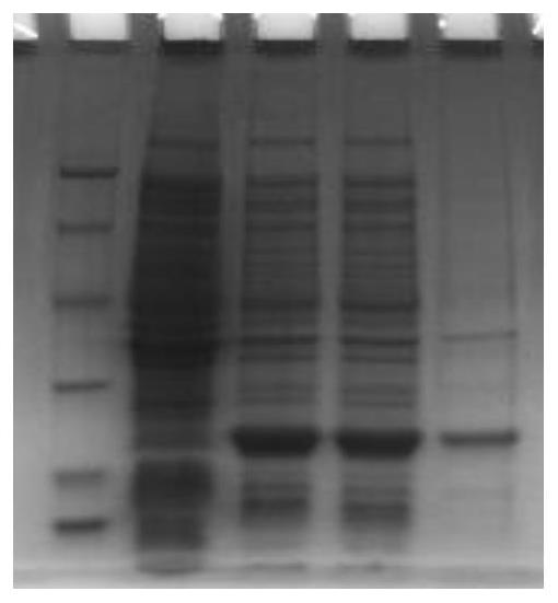 Recombinant expression sheep interferon-tau BB8 gene and preparation method thereof