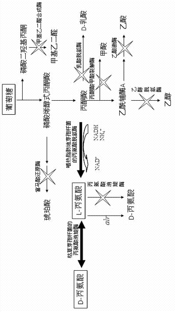 Engineering bacteria producing DL-alanine and method of producing DL-alanine by using engineering bacteria
