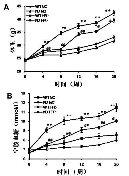 Functions and application of TNF (tumor necrosis factor) receptor associated factor 5 (TRAF5) in treatment of fatty liver and type 2 diabetes mellitus