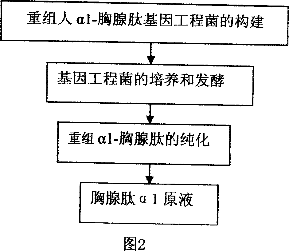 Production method of recombined human alpha1-thymus peptide and preparation thereof
