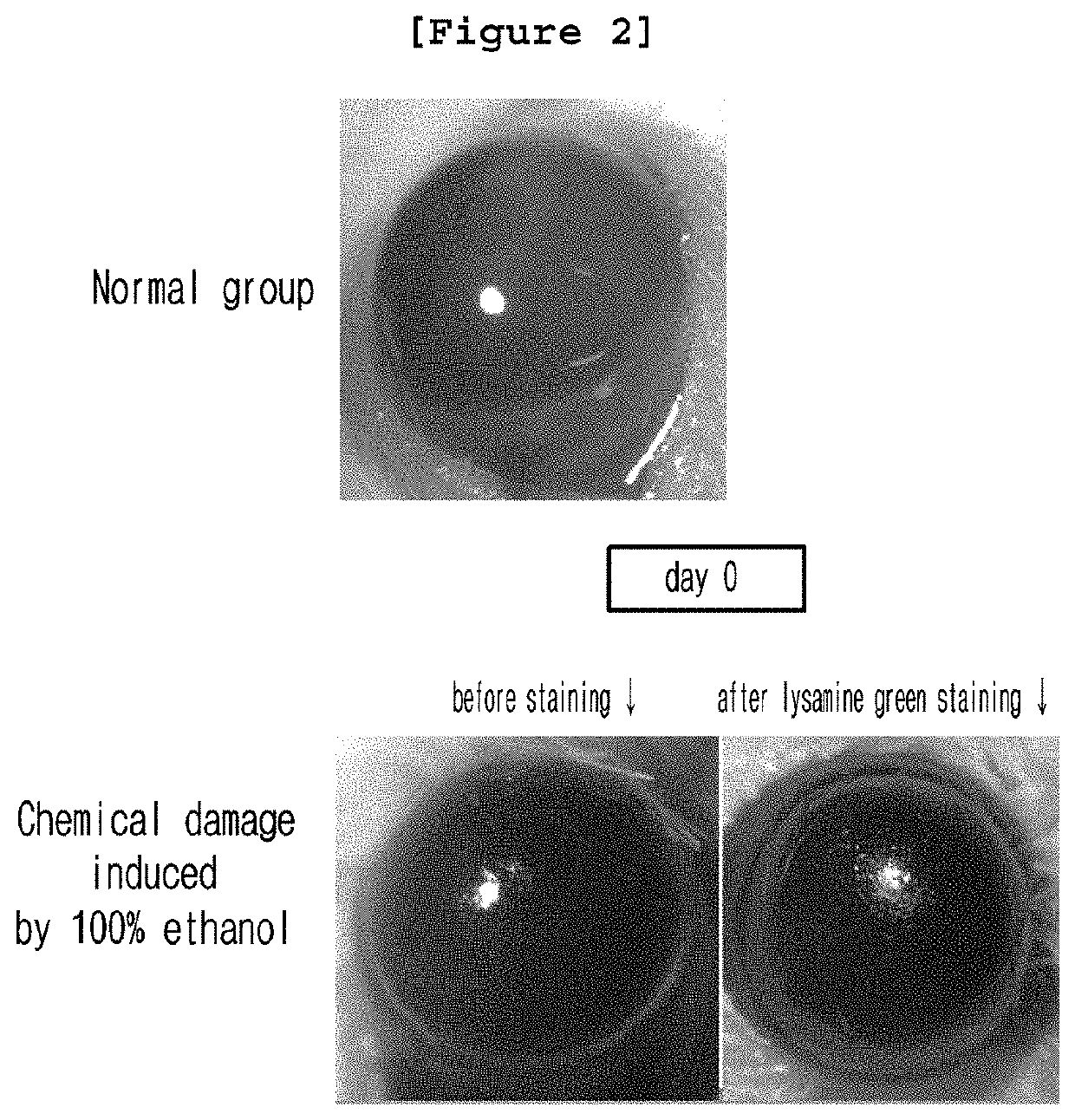 Pharmaceutical composition containing 8 OXO-deoxyguanosine or pharmaceutically acceptable salt thereof as active ingredient for treating corneal disease