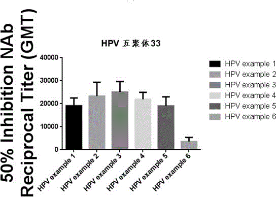 Recombinant human papilloma virus type 33 L1 protein and its purpose