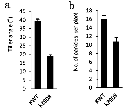 Wheat Tillering Trait Related Gene TaTAC1, Expression Product Thereof ...