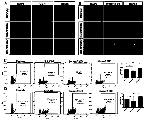 Method for function verification of Nanos2 in differentiation of chicken ESCs into male germ cells