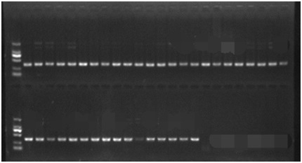 A low-salt-tolerant molecular marker c62 of Portunus trituberculatus and its application