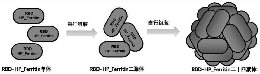 A novel coronavirus S protein single-region subunit nanovaccine based on Helicobacter pylori ferritin