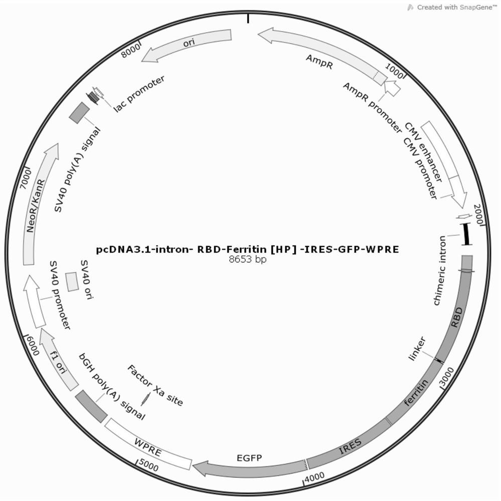 A novel coronavirus S protein single-region subunit nanovaccine based on Helicobacter pylori ferritin