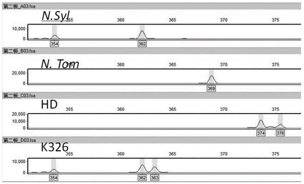 Method for high-resolution genotyping of SSR (simple sequence repeats) molecular marker