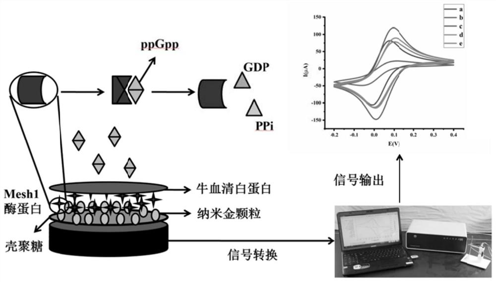 Guanosine tetraphosphate electrochemical nano-enzyme sensor and preparation method thereof