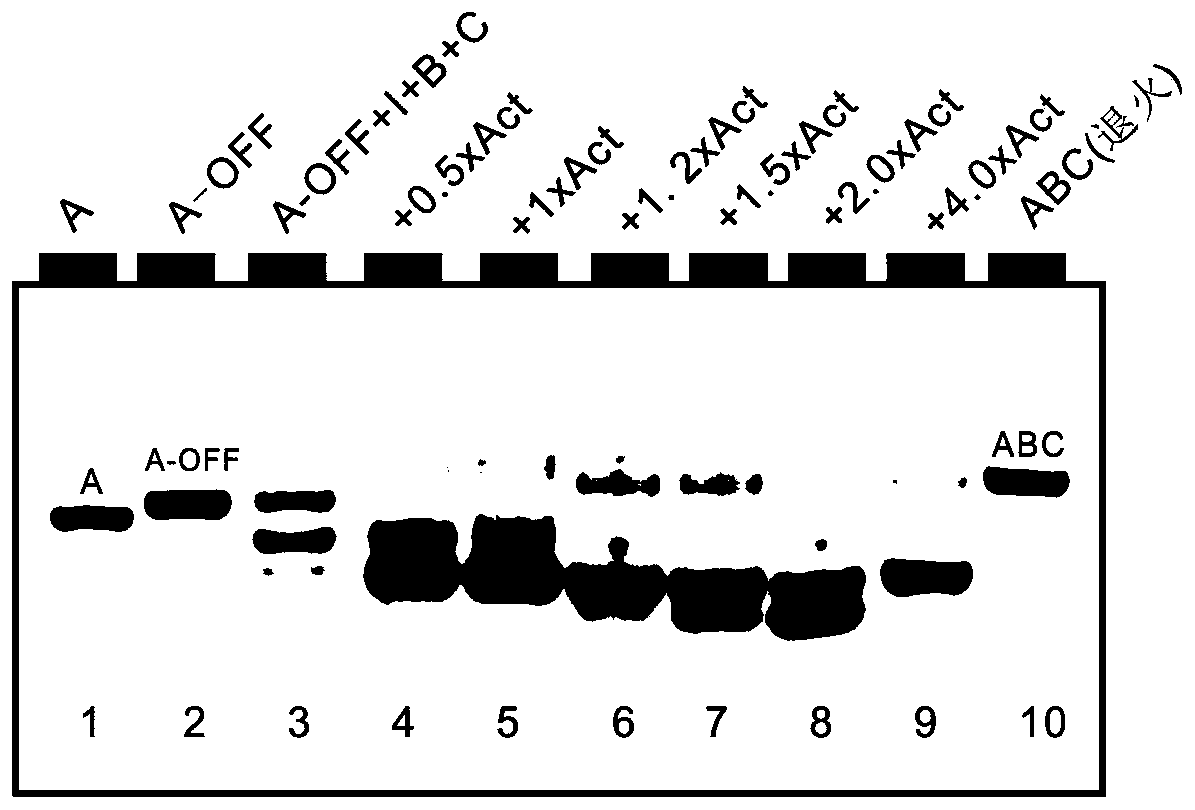 Method for regulating and controlling self-assembly of nucleic acid nanostructure based on DNA stem-loop conformation transformation