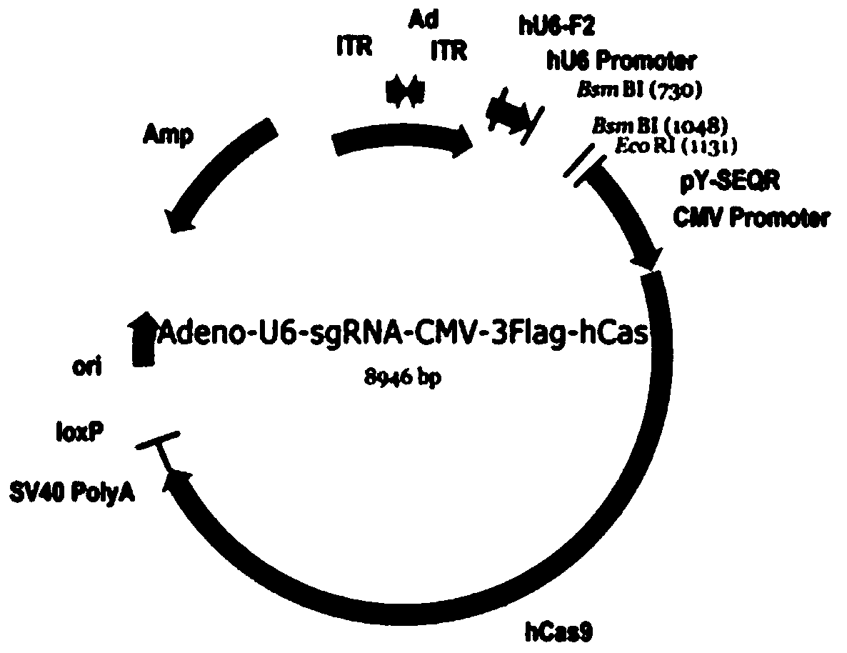 A kind of plasmid and preparation for directional clearance of hbvcccDNA in hepatocytes