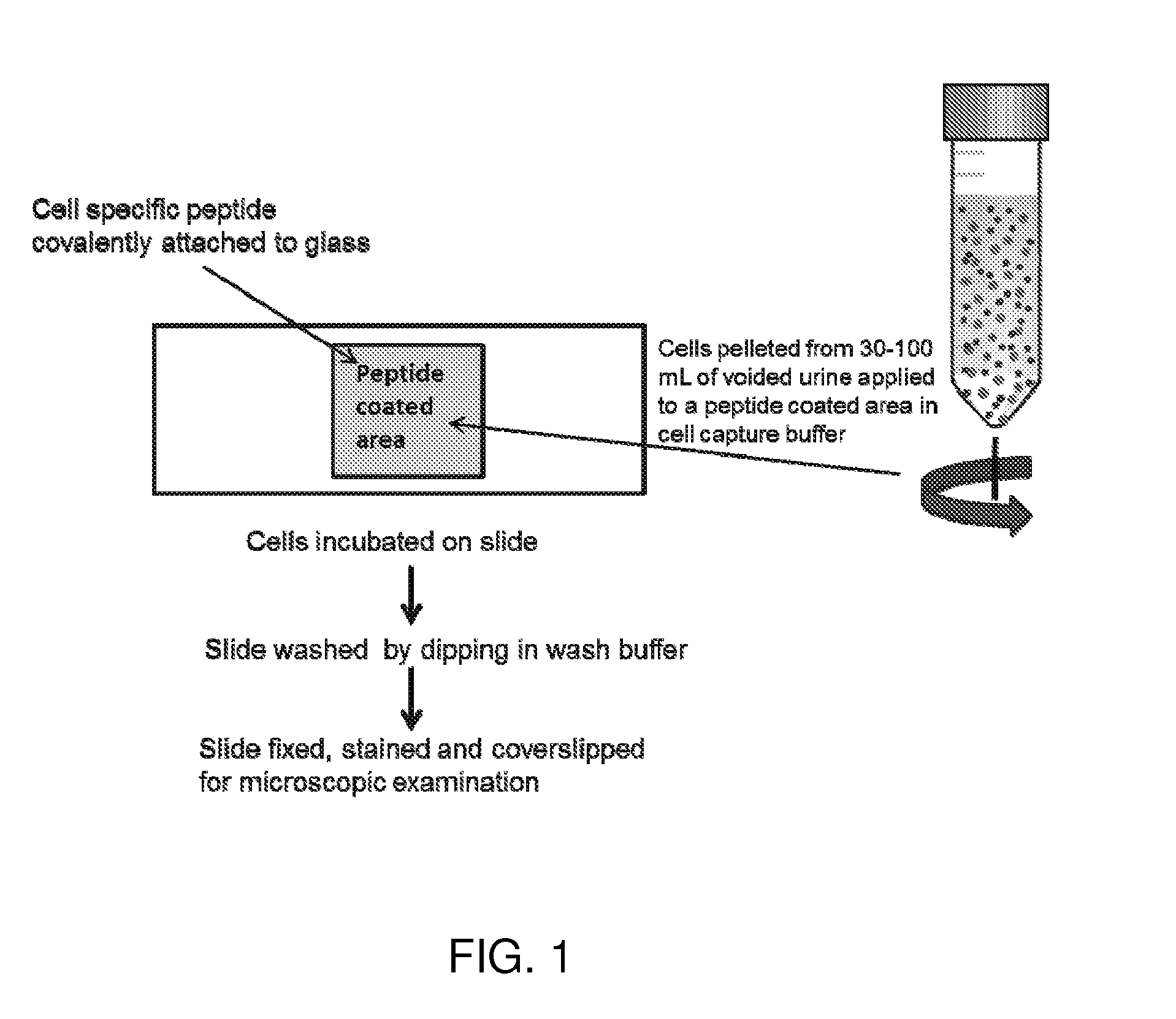 Cell binding peptides for diagnosis and detection