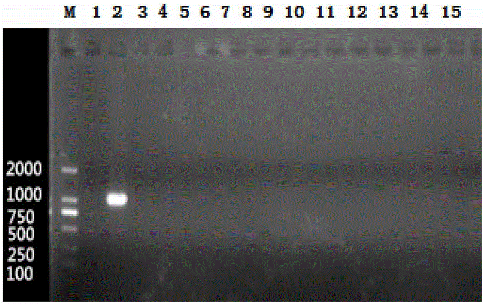 Haemophilus parasuis serotyping PCR method