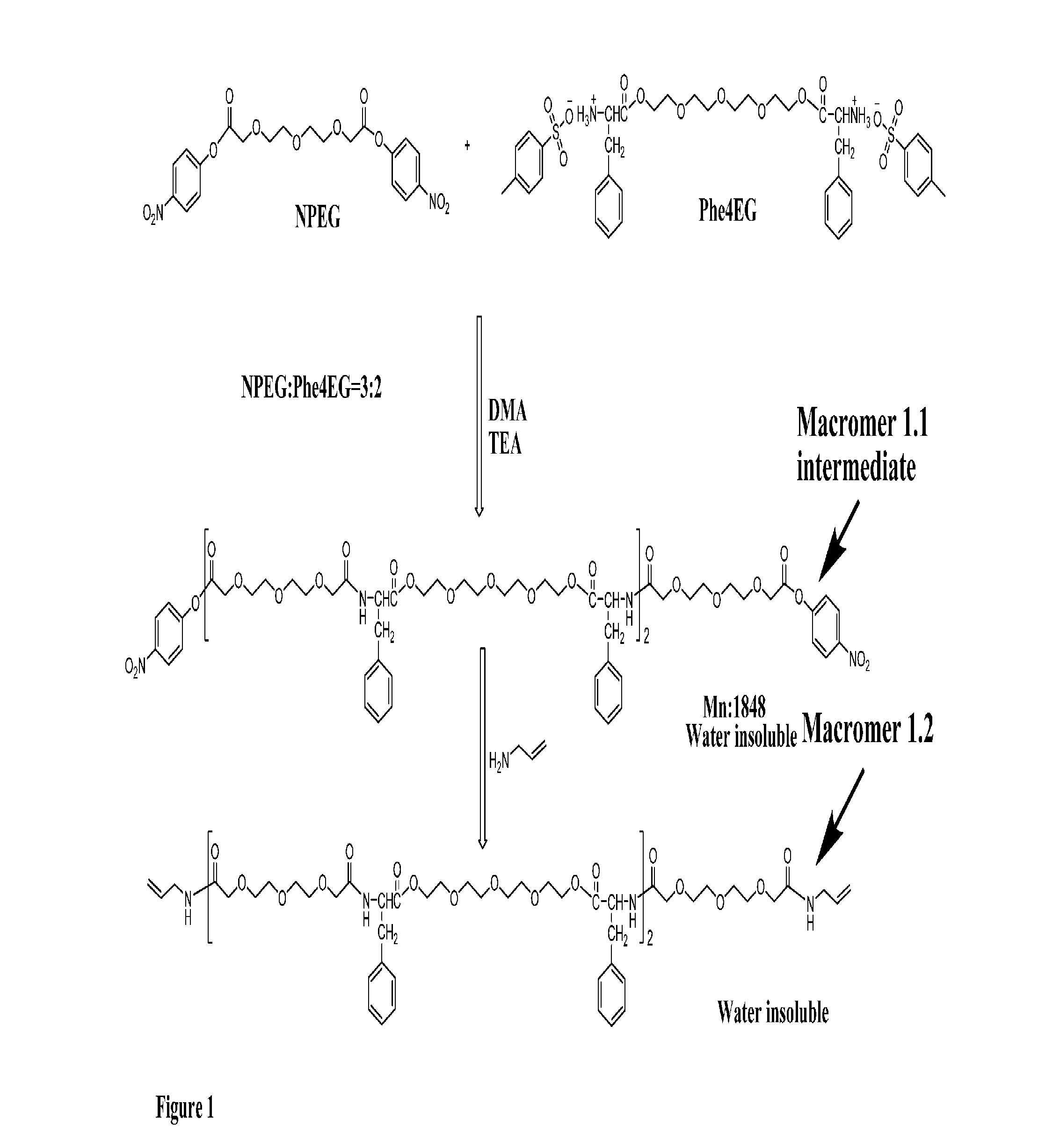 Poly(Ester Amide) Macromers and Polymers Thereof