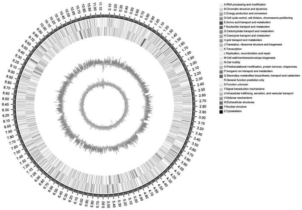 Actinomycetes with bacteriostatic activity and application thereof