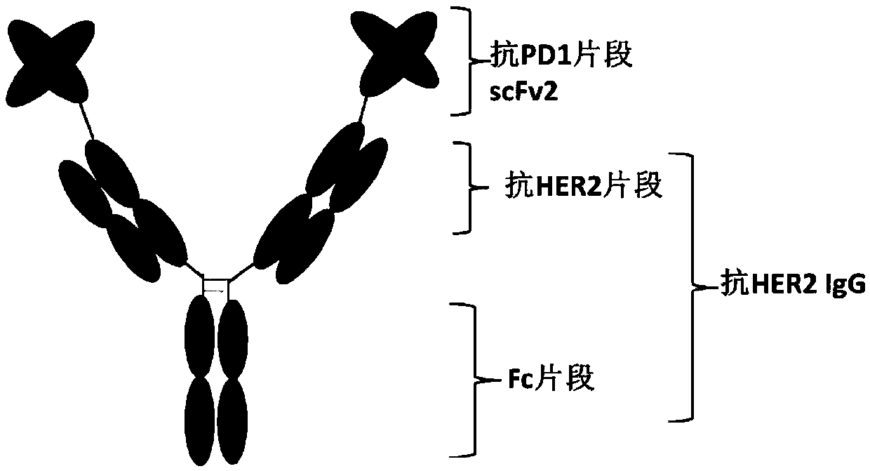Anti-HER2/PD1 bispecific antibody