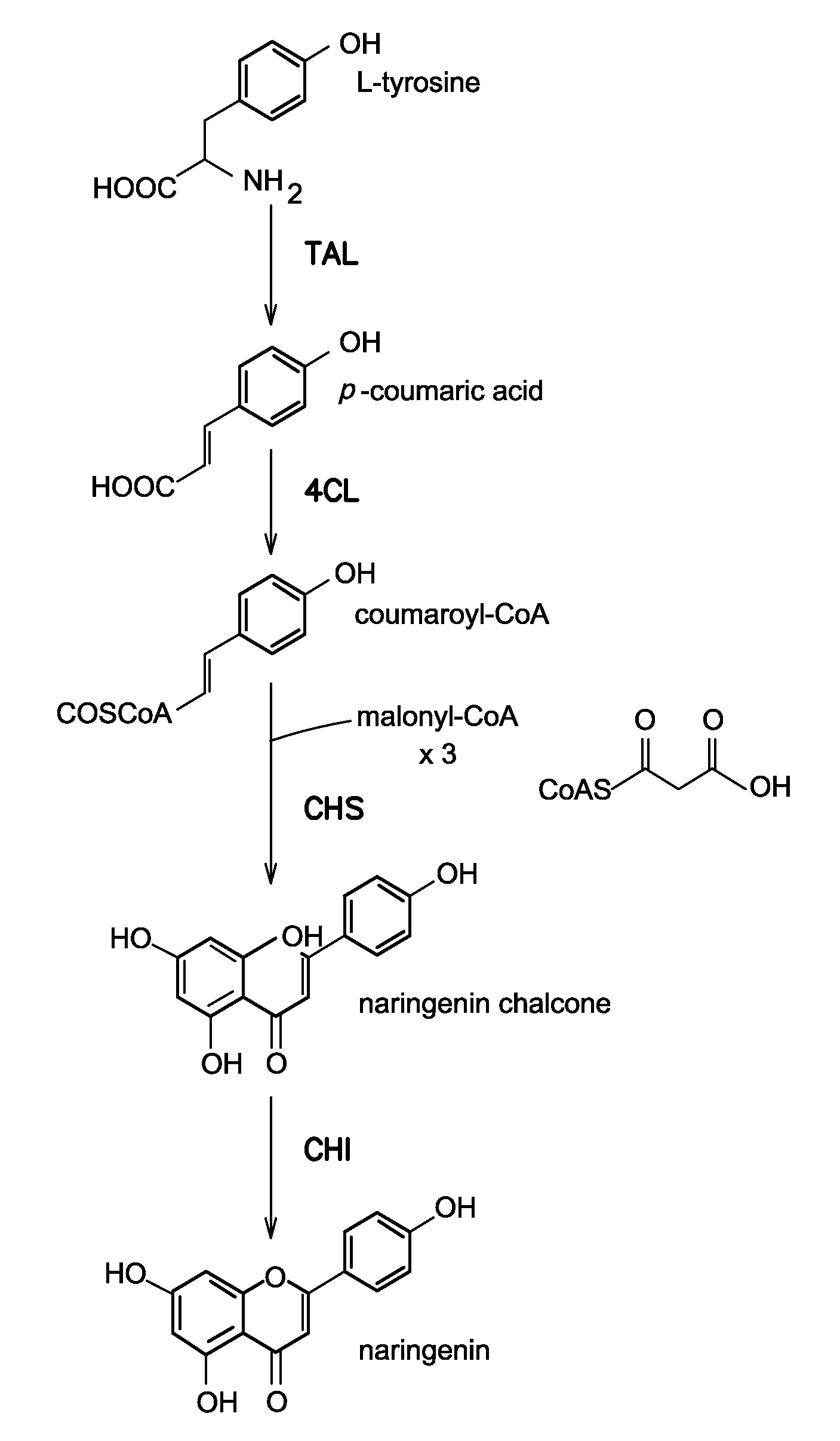 Strains for the production of flavonoids from glucose