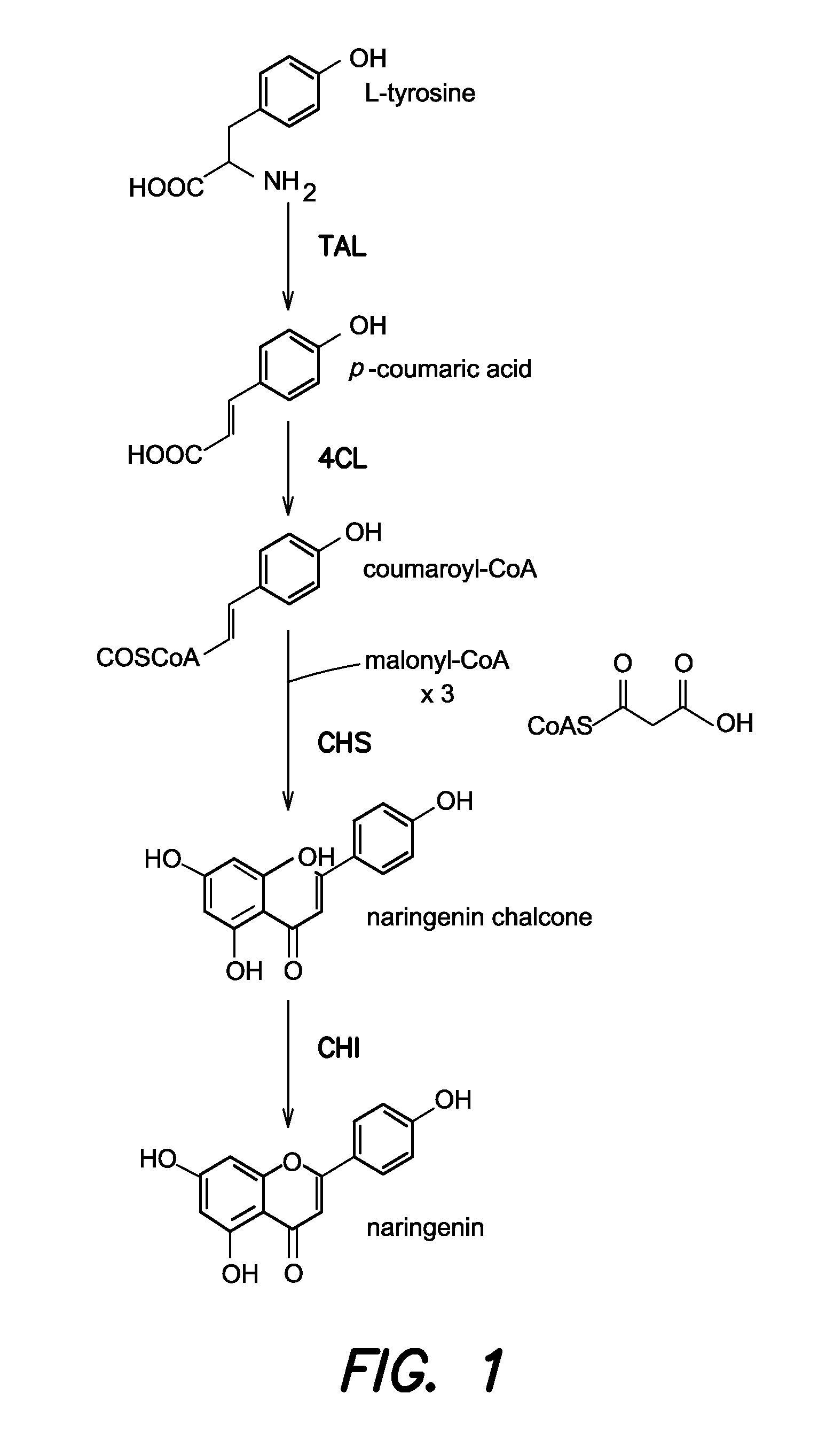 Strains for the production of flavonoids from glucose