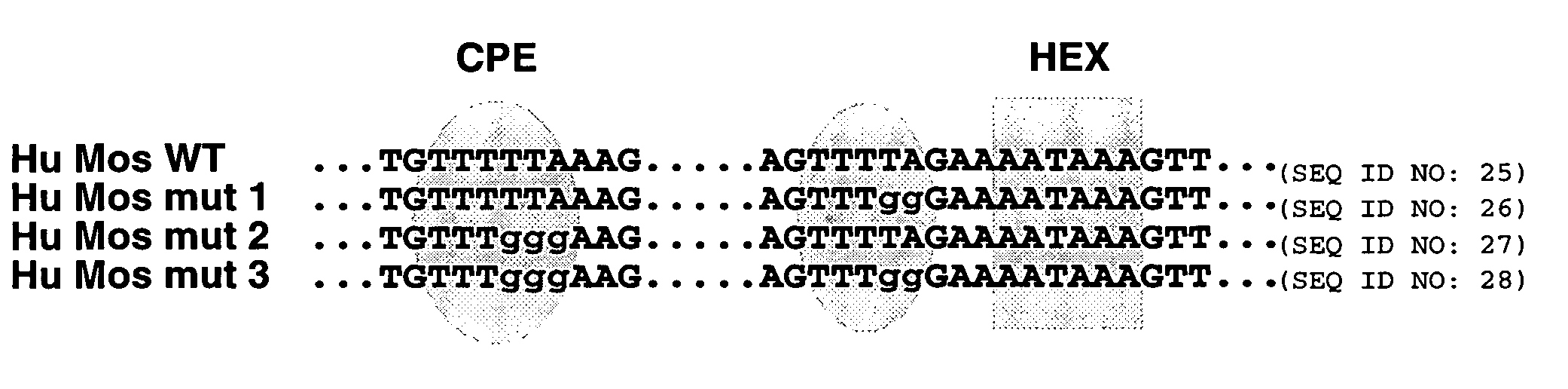 Human cytoplasmic polyadenylation element binding protein and uses thereof