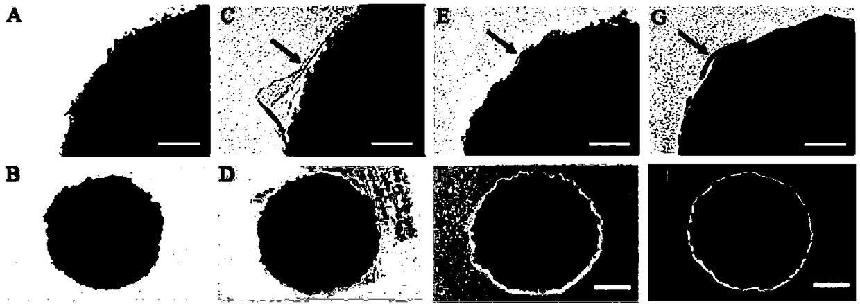 Magnetic nanoparticle and immunomagnetic nanoparticle with cell-like structure as well as preparation method and application thereof