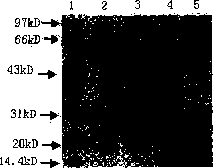 Fusion expression method of mycobacterium tuberculosis ESAT-6 protein in pichia