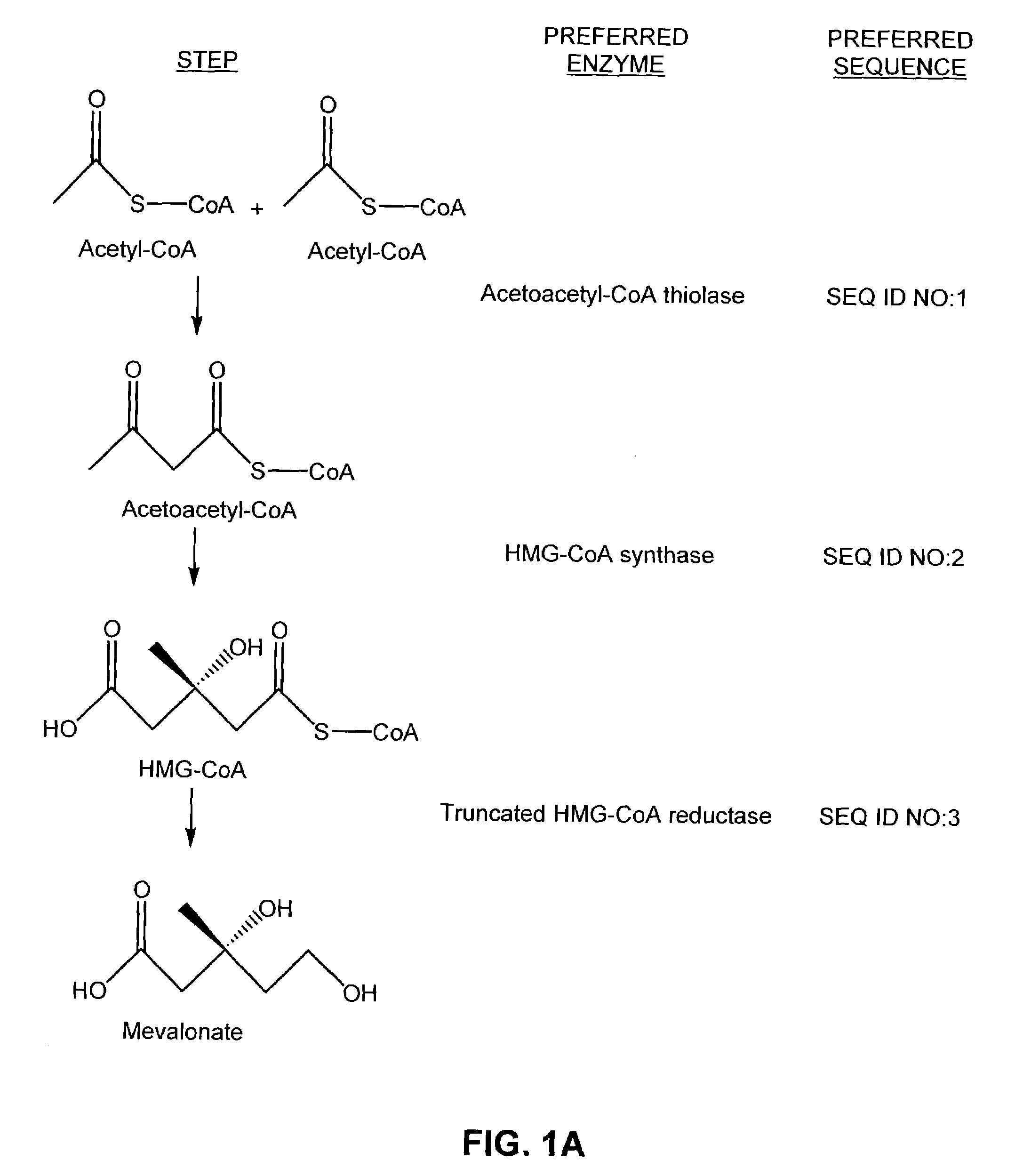 Biosynthesis of amorpha-4,11-diene