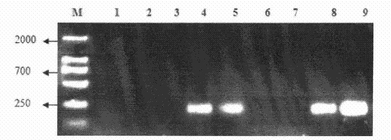 Method for extracting total DNAs of soil microorganisms through PVP pretreatment