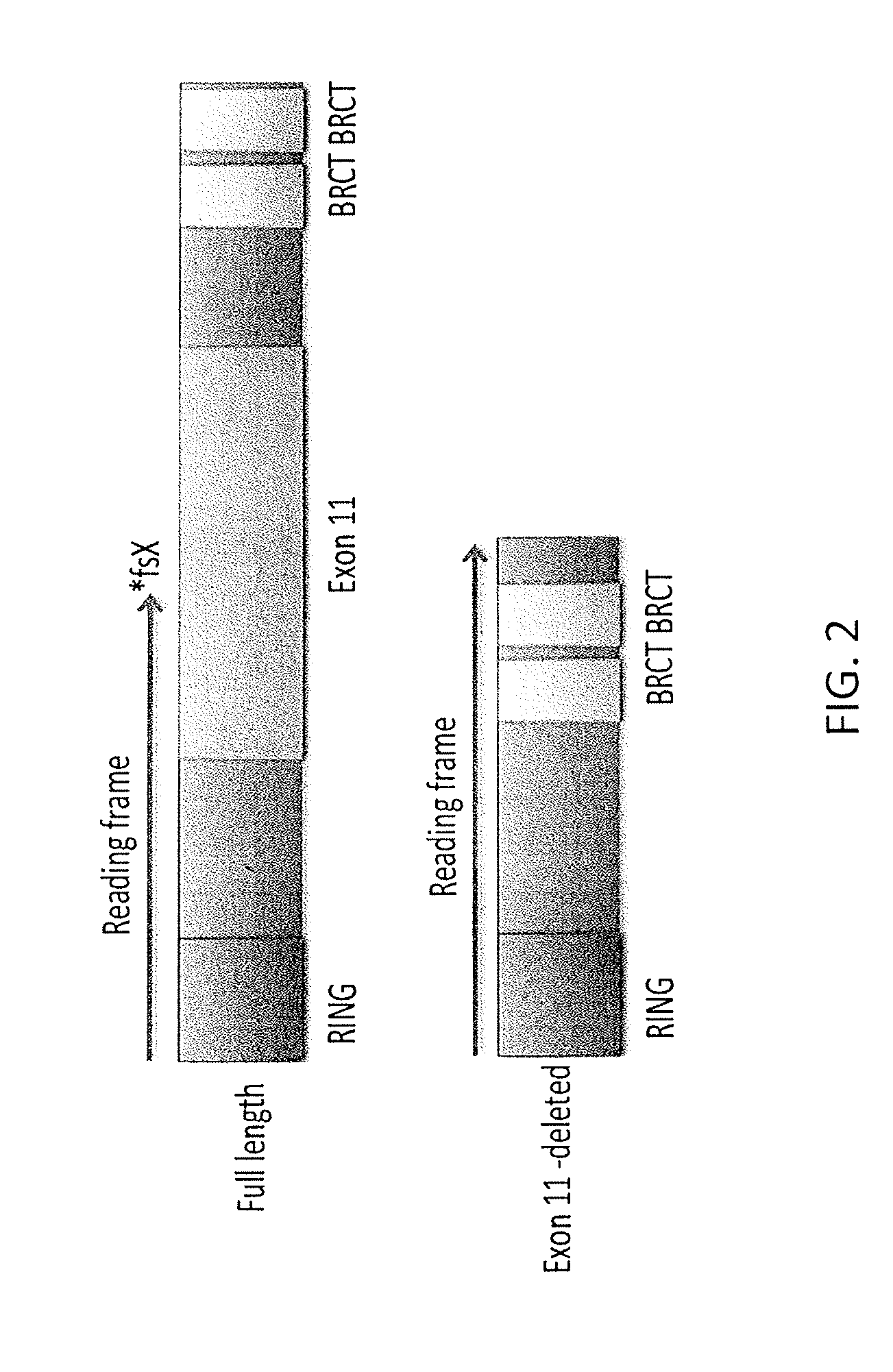 Methods for determining parp inhibitor and platinum resistance in cancer therapy