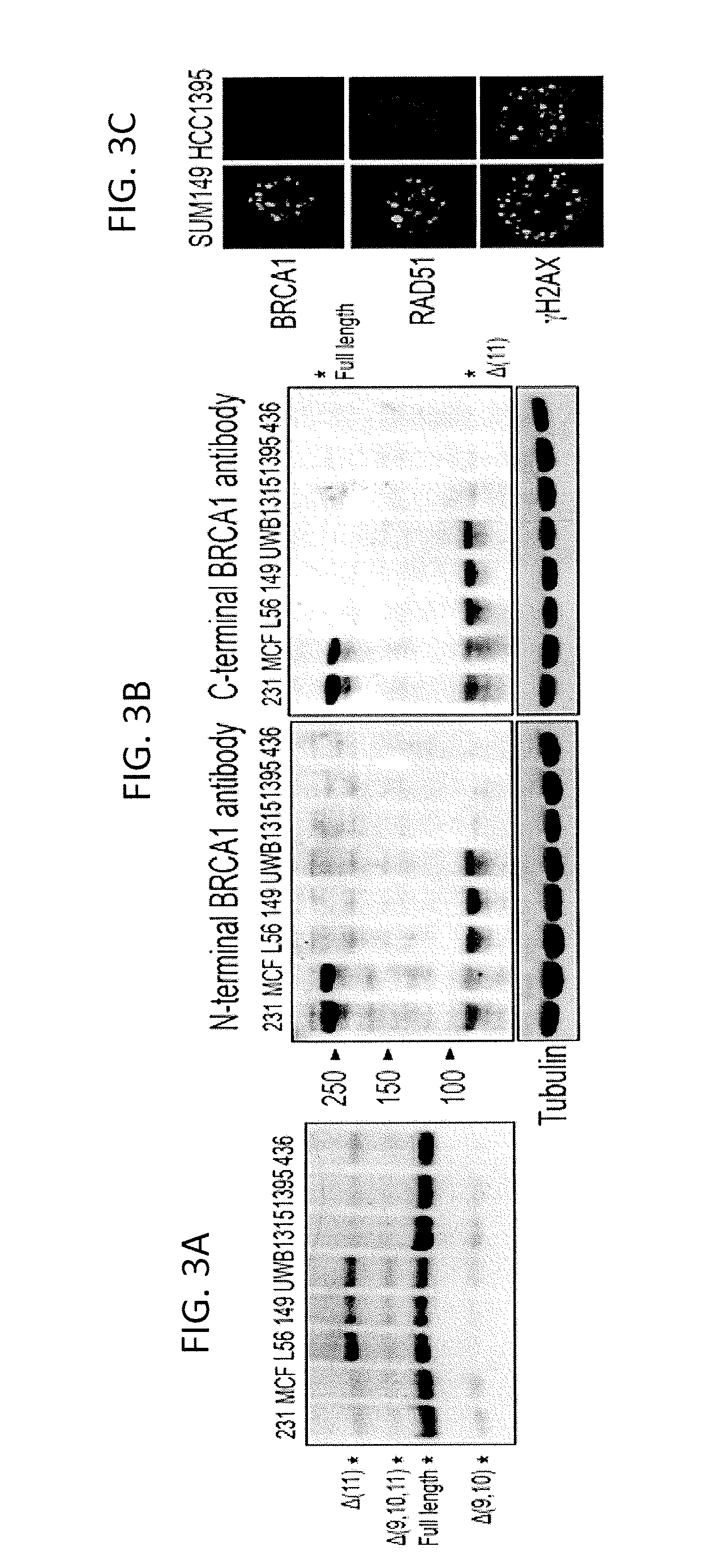 Methods for determining parp inhibitor and platinum resistance in cancer therapy