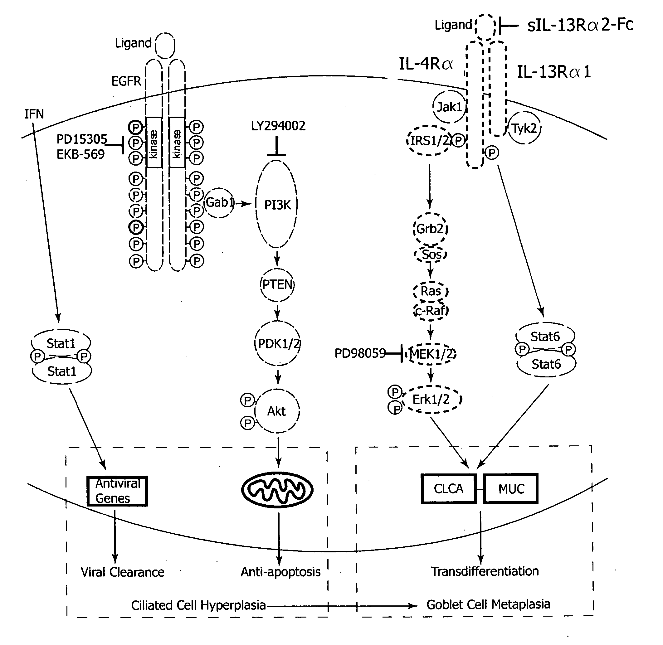 Compositions and methods for treatment of airway hypersecretion