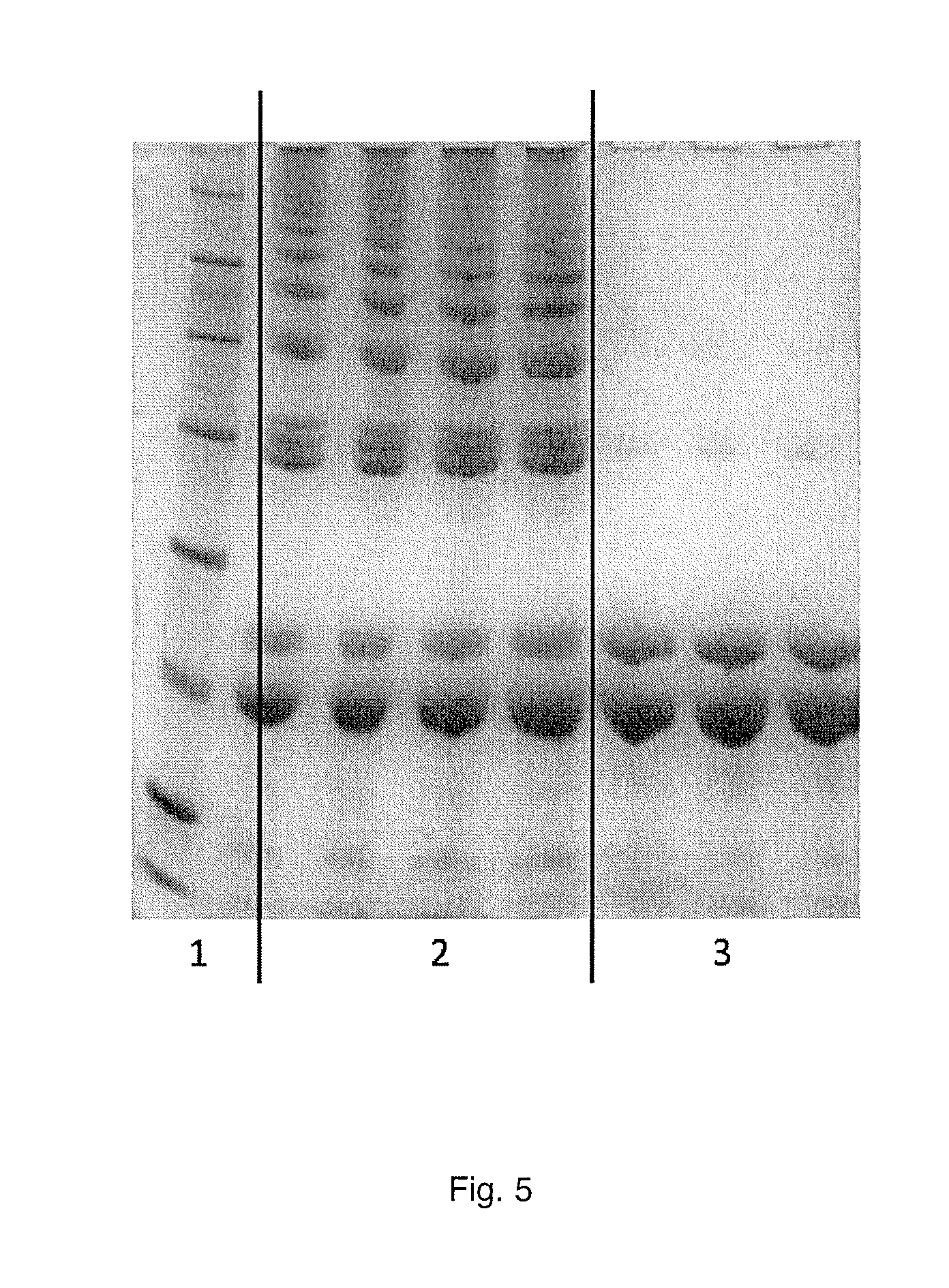 Method for the production of maize proteins and use of said proteins for the production of gluten-free bakery products and pasta