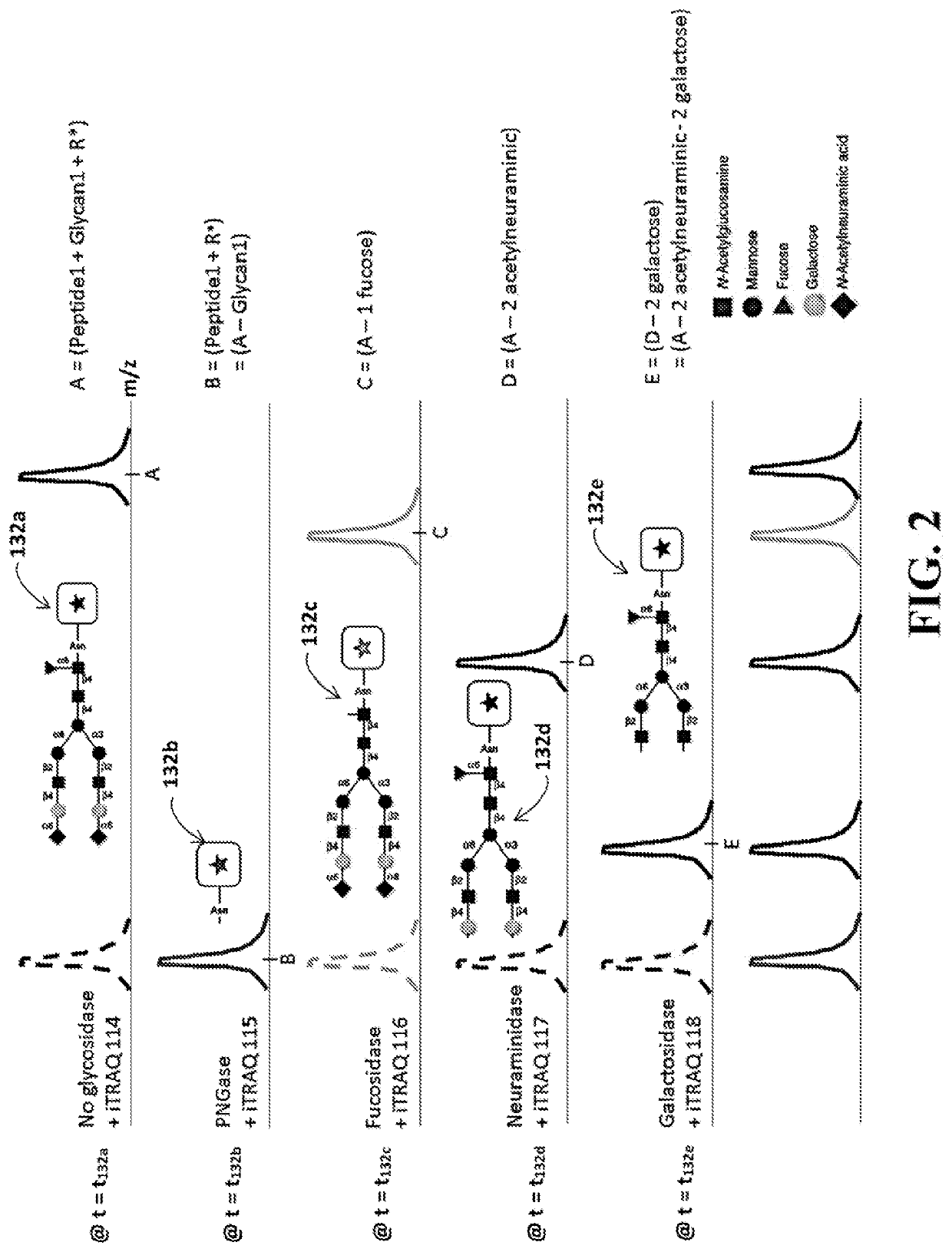 Identification of glycosylation forms