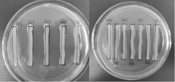 Antagonist ed5 and its application